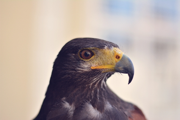 Bird wing wildlife beak Photo