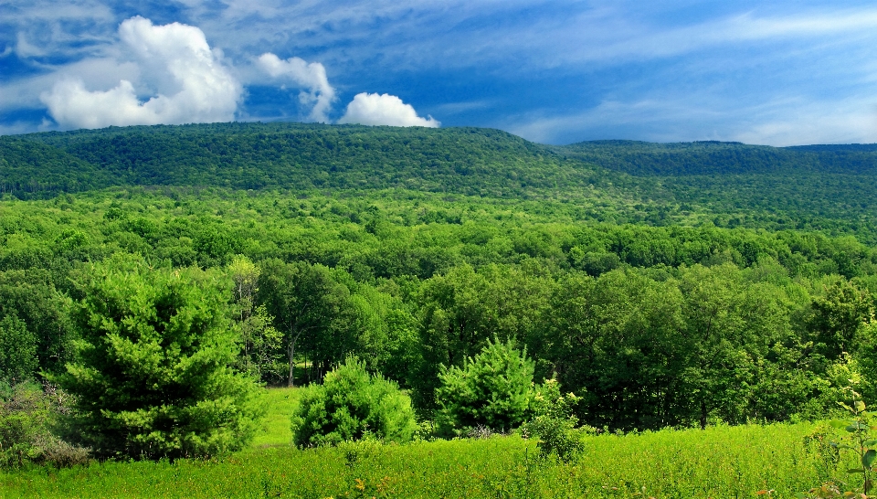 Landscape tree nature forest