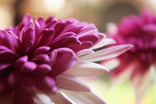 花 植物 写真撮影 花弁 写真