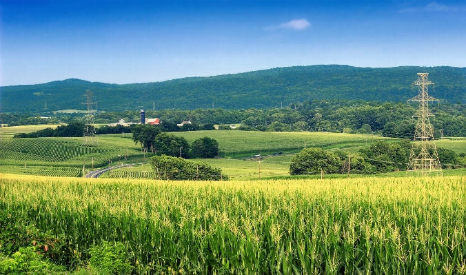 風景 自然 草 山 写真