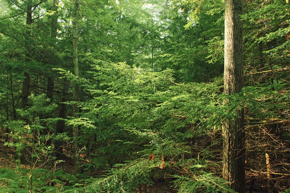 árbol naturaleza bosque desierto
