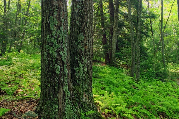 Tree nature forest wilderness Photo