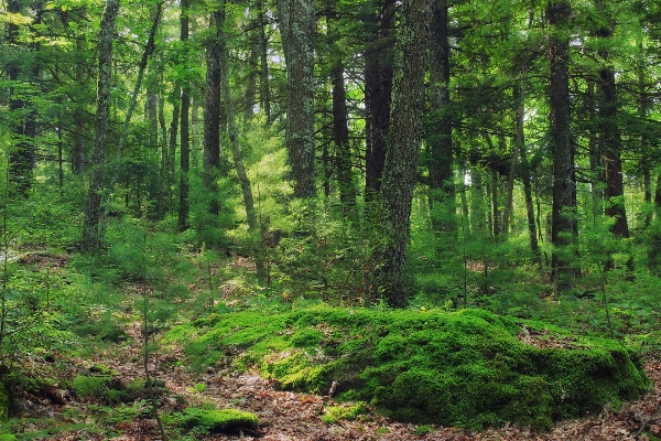 Tree nature forest wilderness Photo