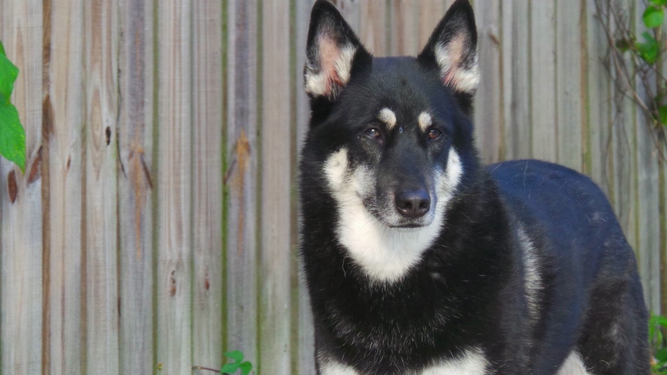 Perro mamífero vertebrado
 raza canina
