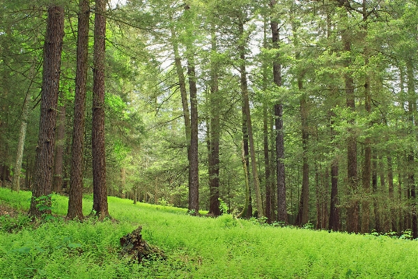 Foto Pohon alam hutan gurun
