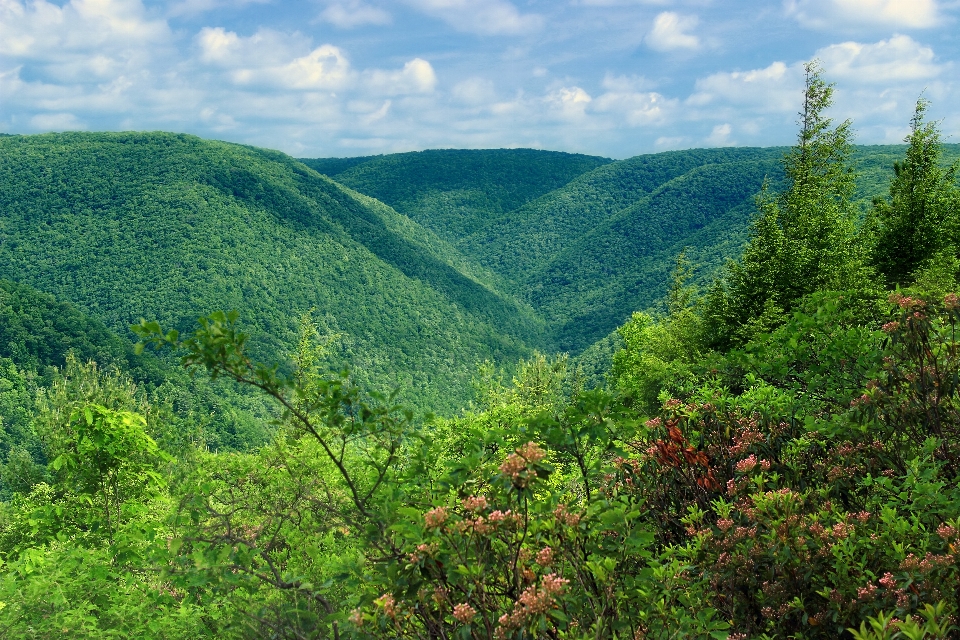 Paisaje árbol naturaleza bosque