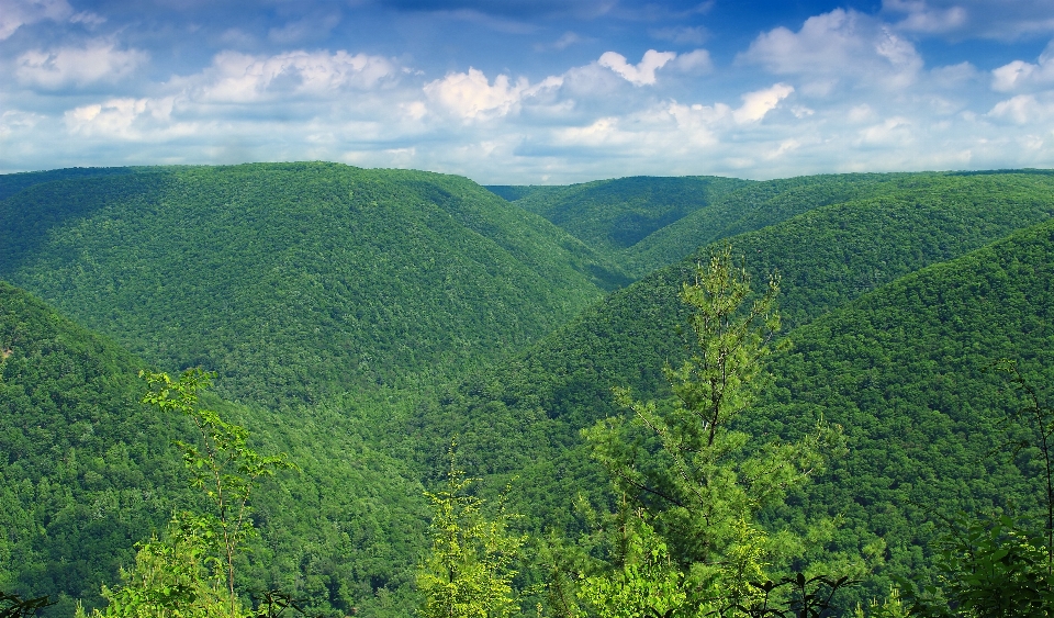 Landschaft baum natur wald