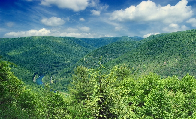 Foto Paesaggio albero natura foresta