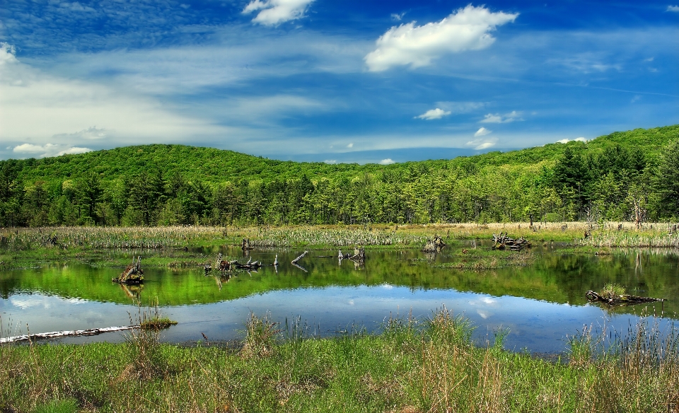 Landscape tree water nature