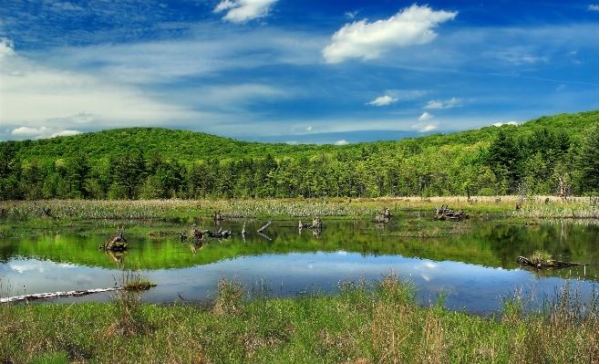 Landscape tree water nature Photo