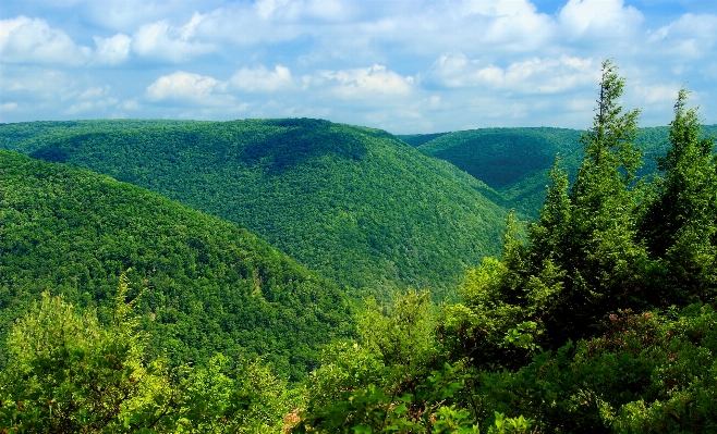 Landscape tree nature forest Photo