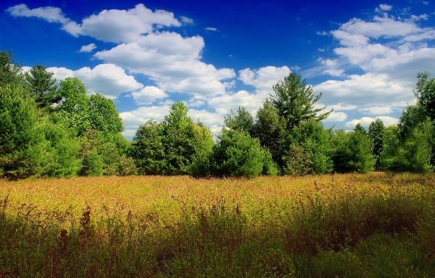 Landscape tree nature forest Photo