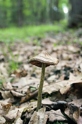 Tree nature forest hiking Photo