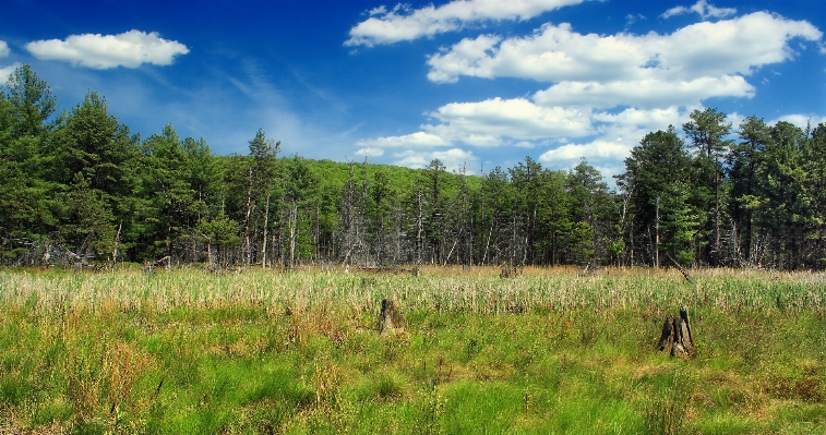 Landscape tree nature forest Photo