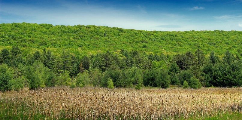 Landscape tree nature forest Photo