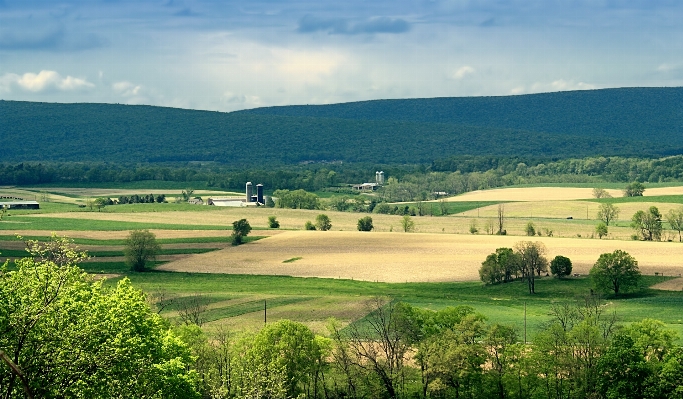 Foto Paisagem árvore natureza grama