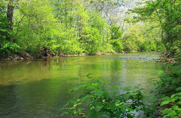 Foto árvore natureza floresta riacho
