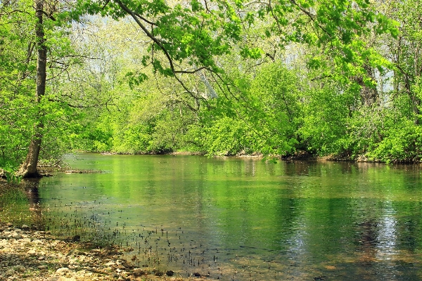 Foto árvore natureza floresta riacho
