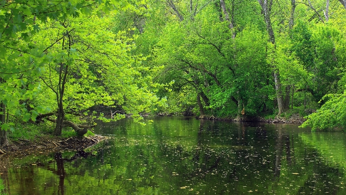 Foto árvore natureza floresta riacho
