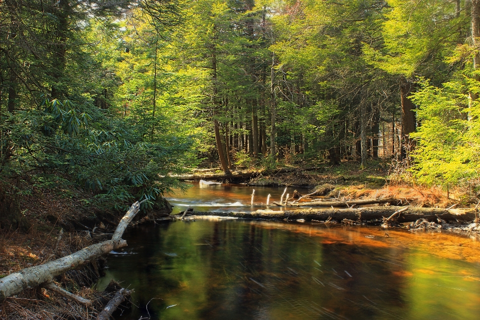 Albero natura foresta torrente
