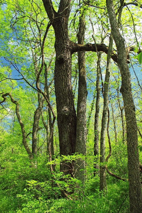 Baum natur wald wildnis
