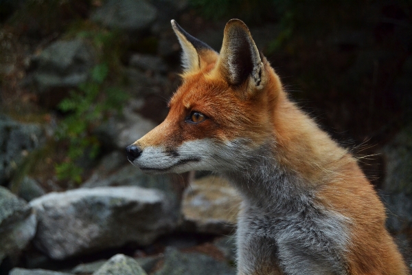 Rock animal wildlife mammal Photo