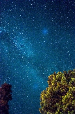 木 空 夜 星 写真