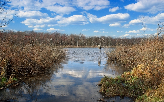 Landscape tree water nature Photo