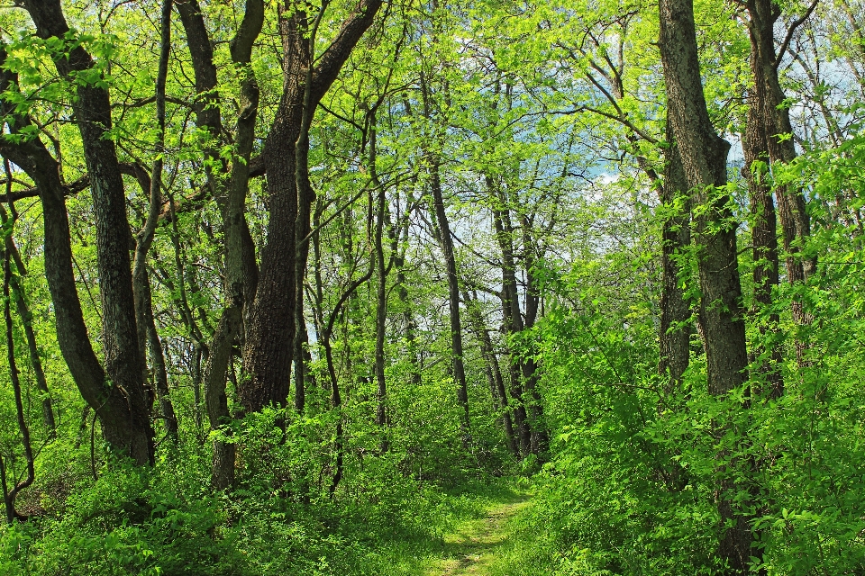 Albero natura foresta sentiero