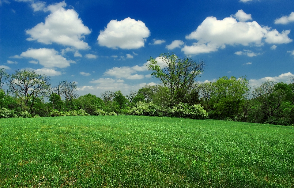 Landscape tree nature grass