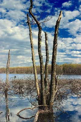 Landscape tree water nature Photo