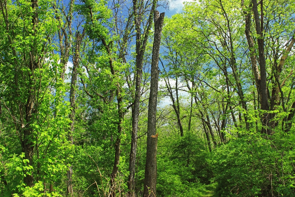 árvore natureza floresta filial