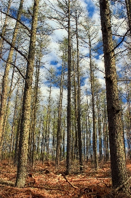 Foto Pohon alam hutan gurun
