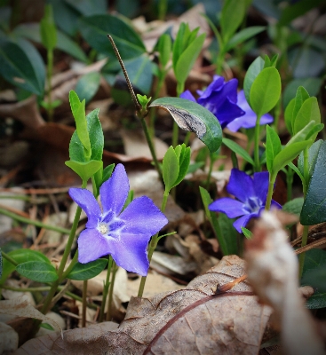 Nature plant hiking leaf Photo