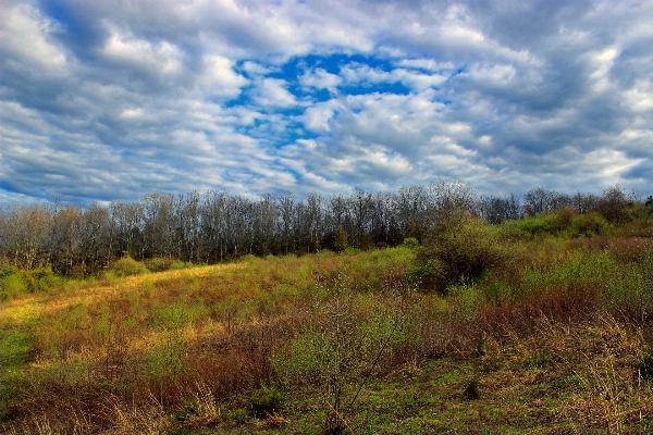 Landscape tree nature forest Photo