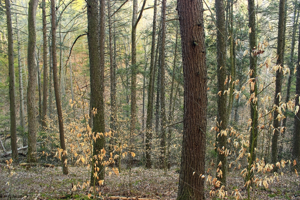 Arbre nature forêt région sauvage
