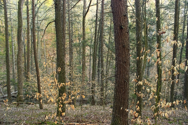 木 自然 森 荒野
 写真