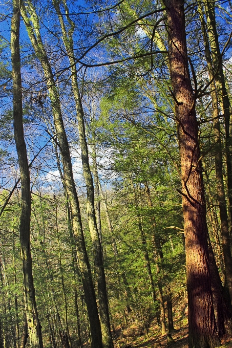 Pohon alam hutan gurun
