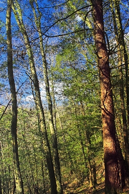 Baum natur wald wildnis
 Foto