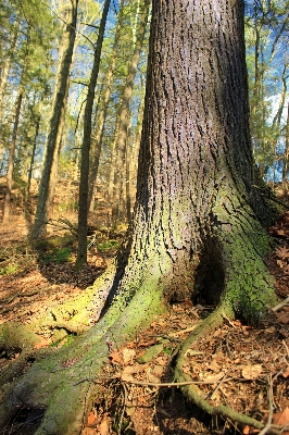 Baum natur wald wildnis
 Foto