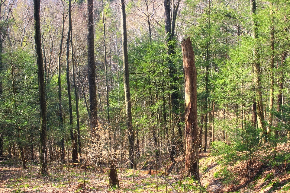 Baum natur wald wildnis
