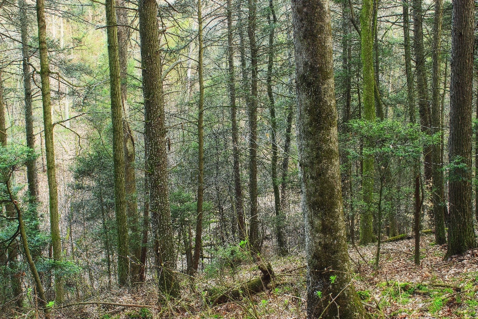 Pohon alam hutan gurun
