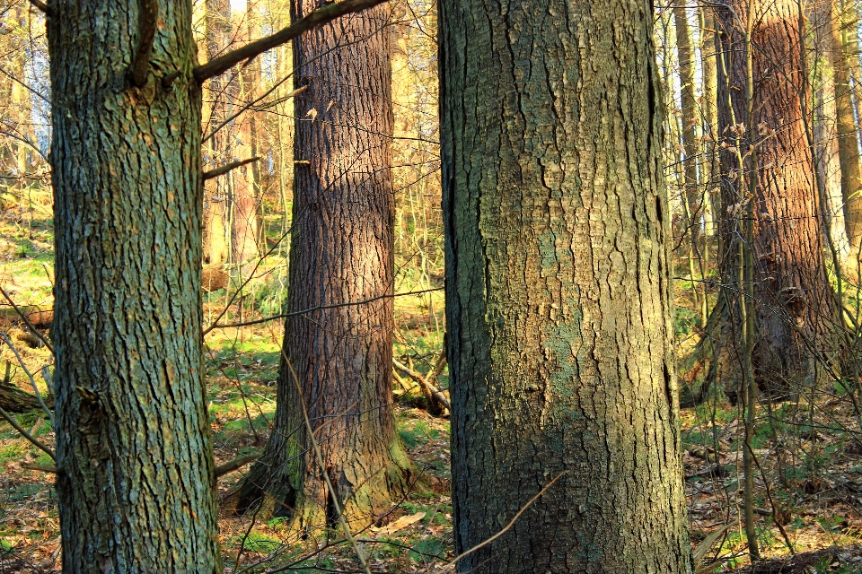 Pohon alam hutan cabang