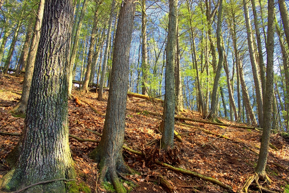 Pohon alam hutan gurun
