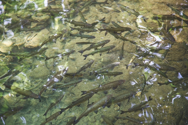 Water pond wildlife stream Photo