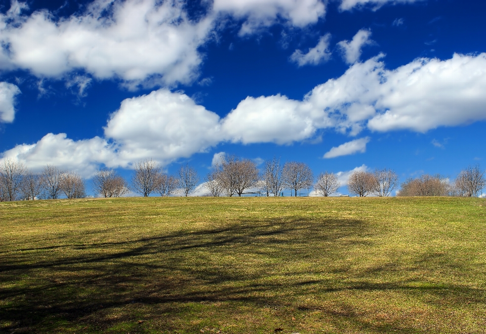 Paisaje árbol naturaleza césped