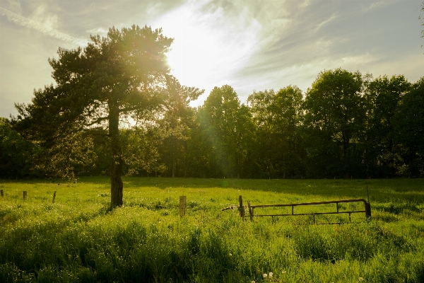 Landscape tree nature forest Photo