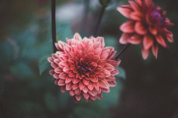 Blossom plant flower petal Photo