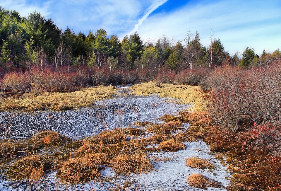 Paesaggio albero natura foresta