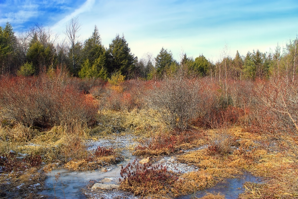 Landscape tree nature forest